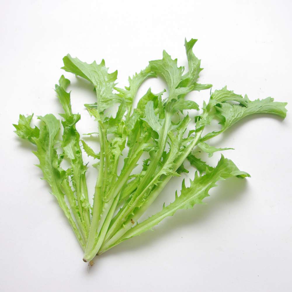 蔬菜名稱:【燎原特惠】新鮮苦苣苦菊綠色無公害蔬菜新鮮青菜順豐